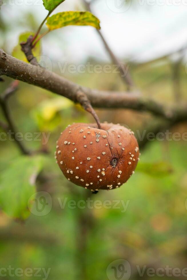 krank Geäst von ein Apfel Baum, ein verfault Apfel hängt auf ein Baum. tief Herbst. Nahaufnahme, selektiv Fokus. foto