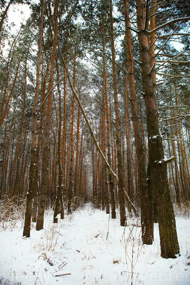 schön Kiefer Wald auf ein eisig Tag. Tunnel gemacht von Kiefer Bäume. das Sonne Strahlen bestehen durch das Bäume von das Winter Wald. foto