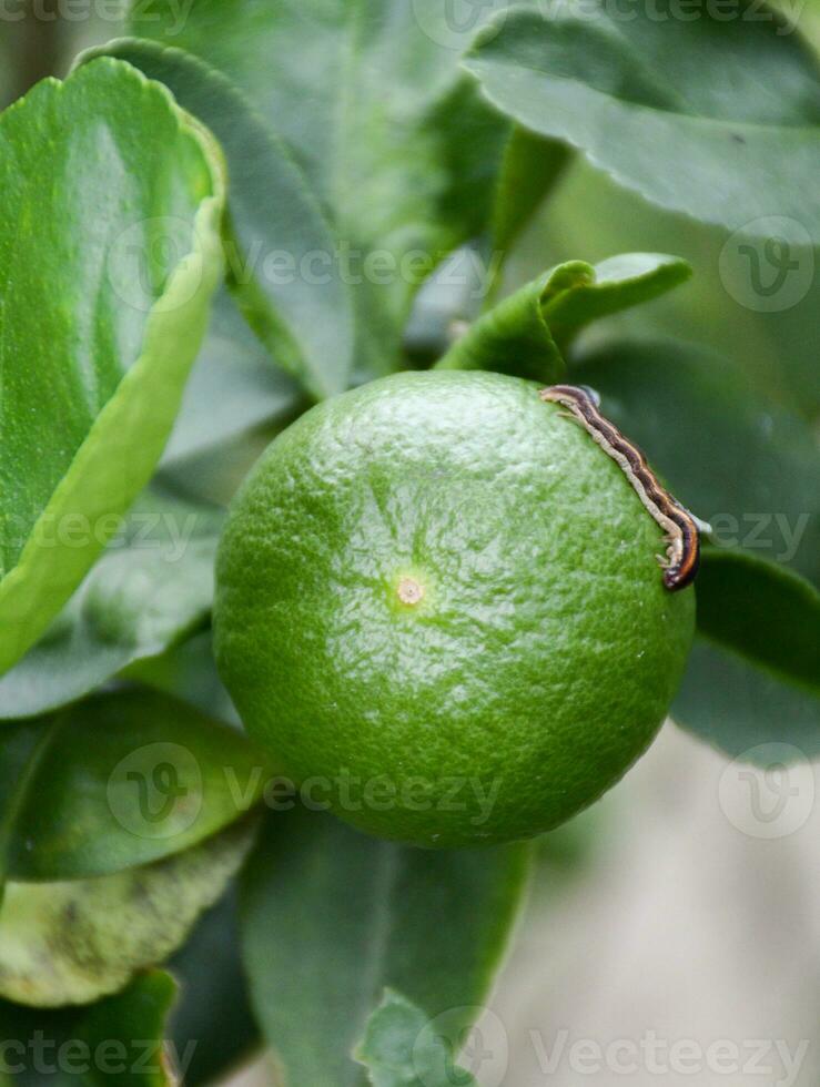 Limette auf das Baum, Grün Blätter foto