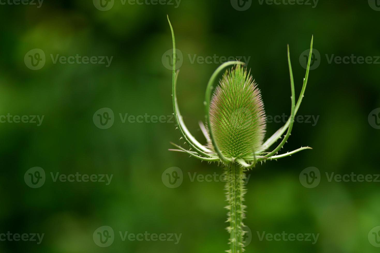 Karde, uk Sommer Wildpflanze. foto