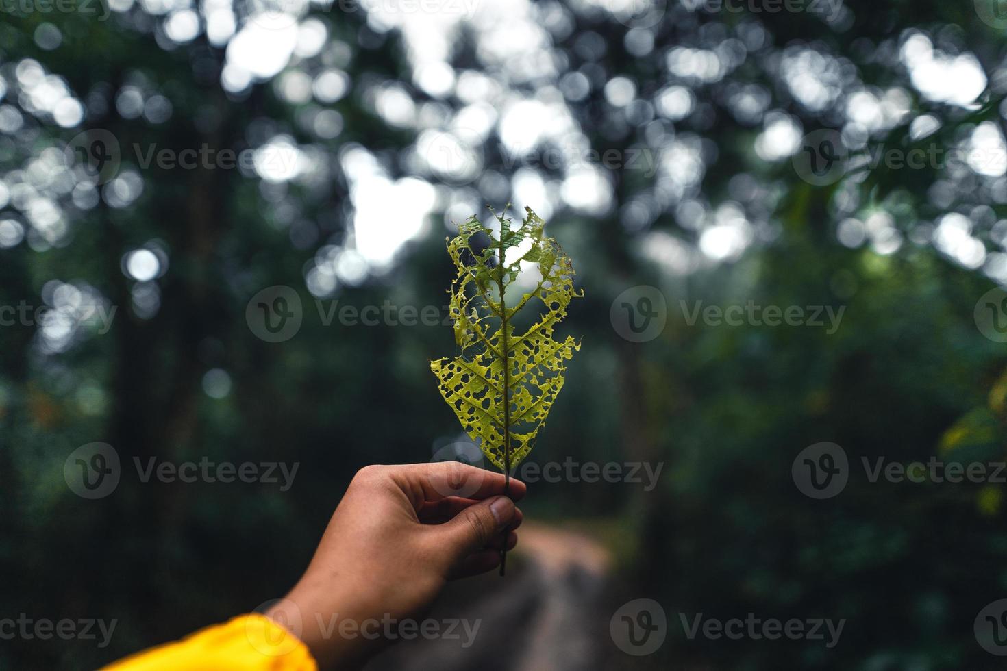 dunkle Farnblätter in der tropischen Regenzeit foto