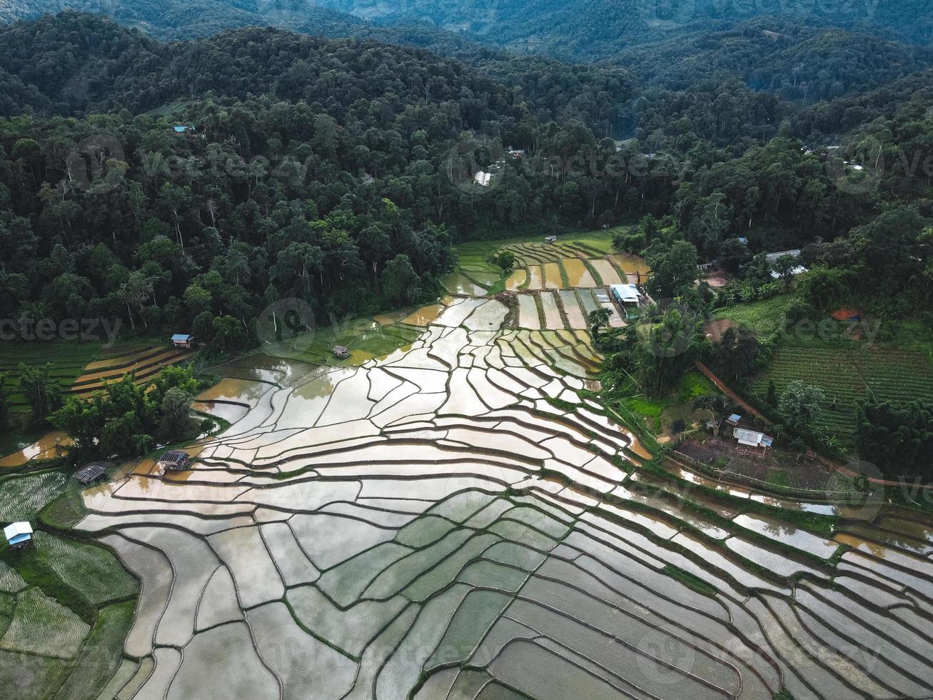 Reisfelder zu Beginn des Anbaus foto