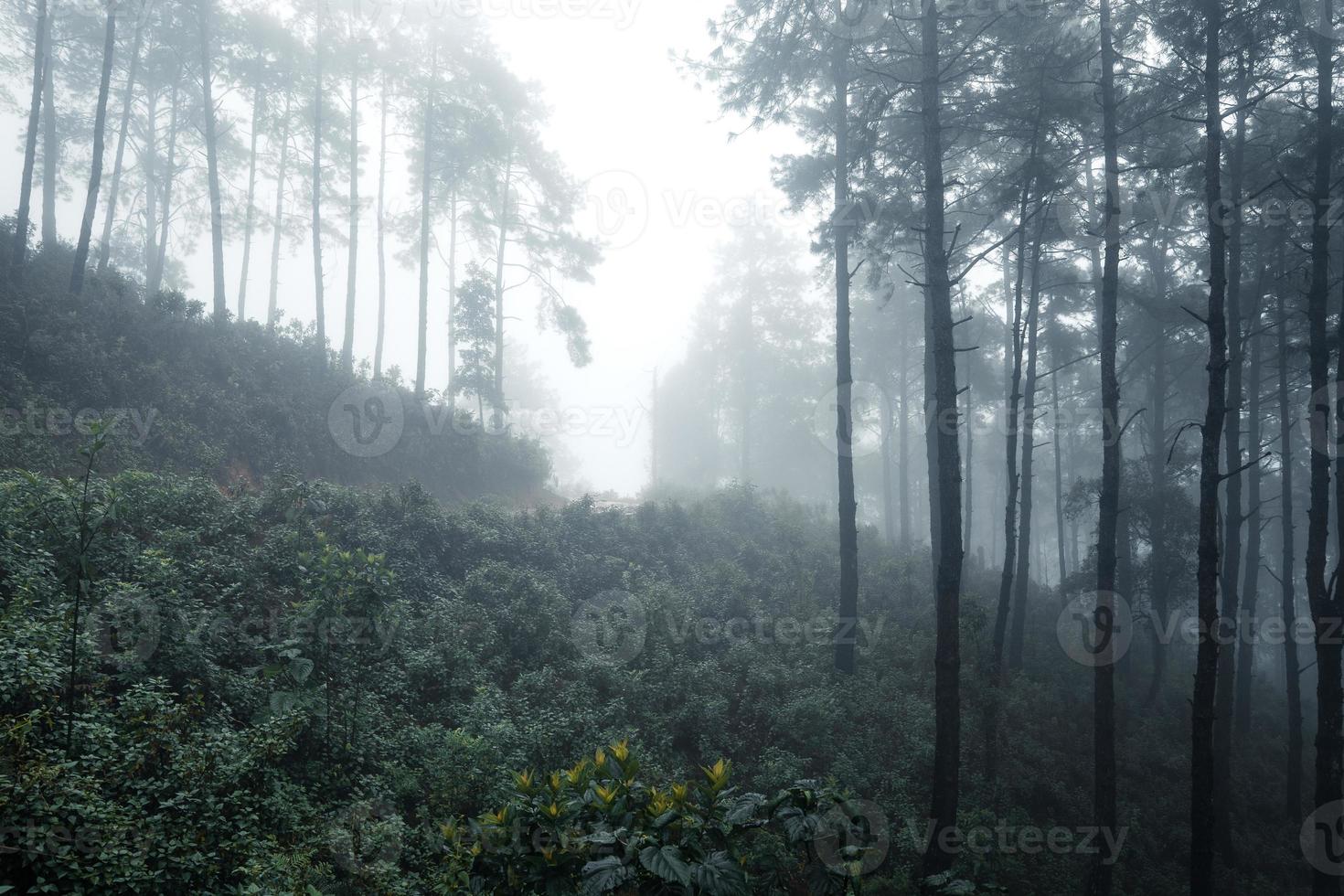 Straße in einem tropischen Wald, die Straße in den tropischen feuchten Wald foto