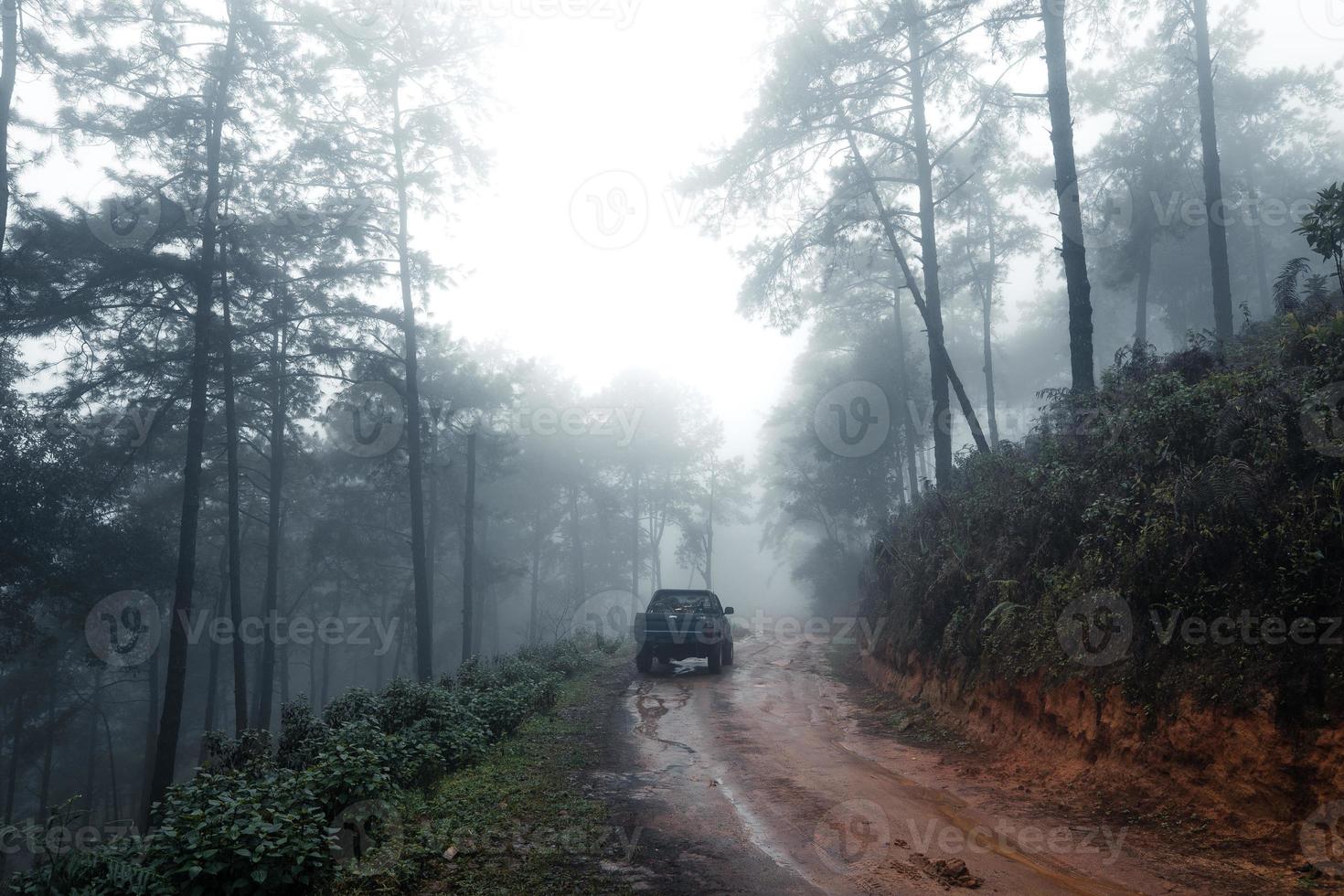 Straße in einem tropischen Wald, die Straße in den tropischen feuchten Wald foto