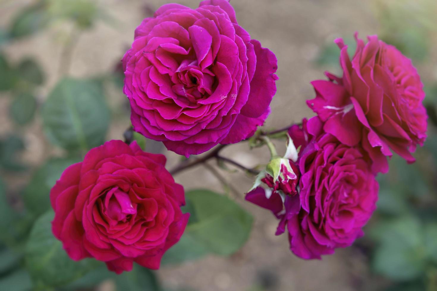 natürlicher Hintergrund mit eleganter rosa Rose foto
