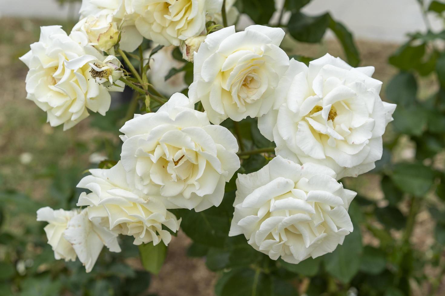 natürlicher Hintergrund mit einer eleganten weißen Rose foto