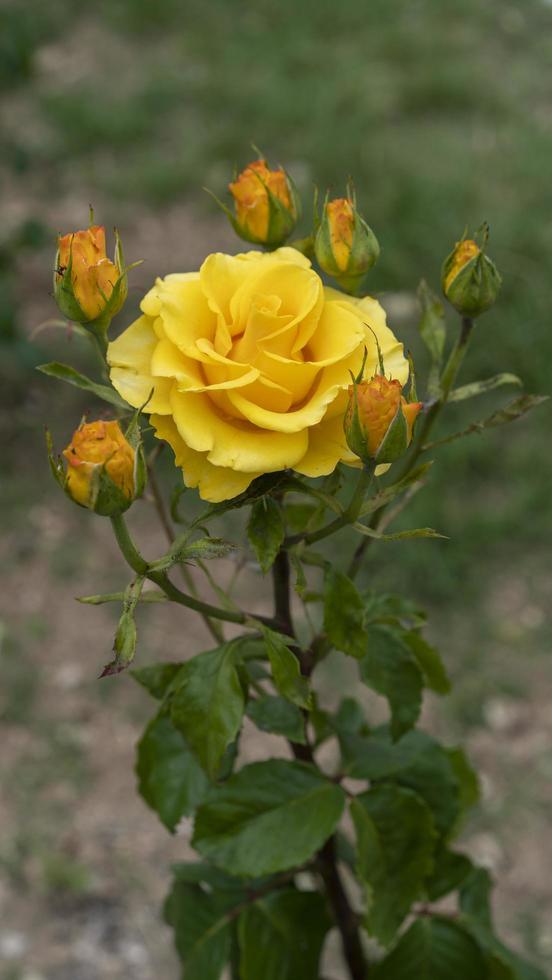 natürlicher Hintergrund mit einer eleganten gelben Rose foto
