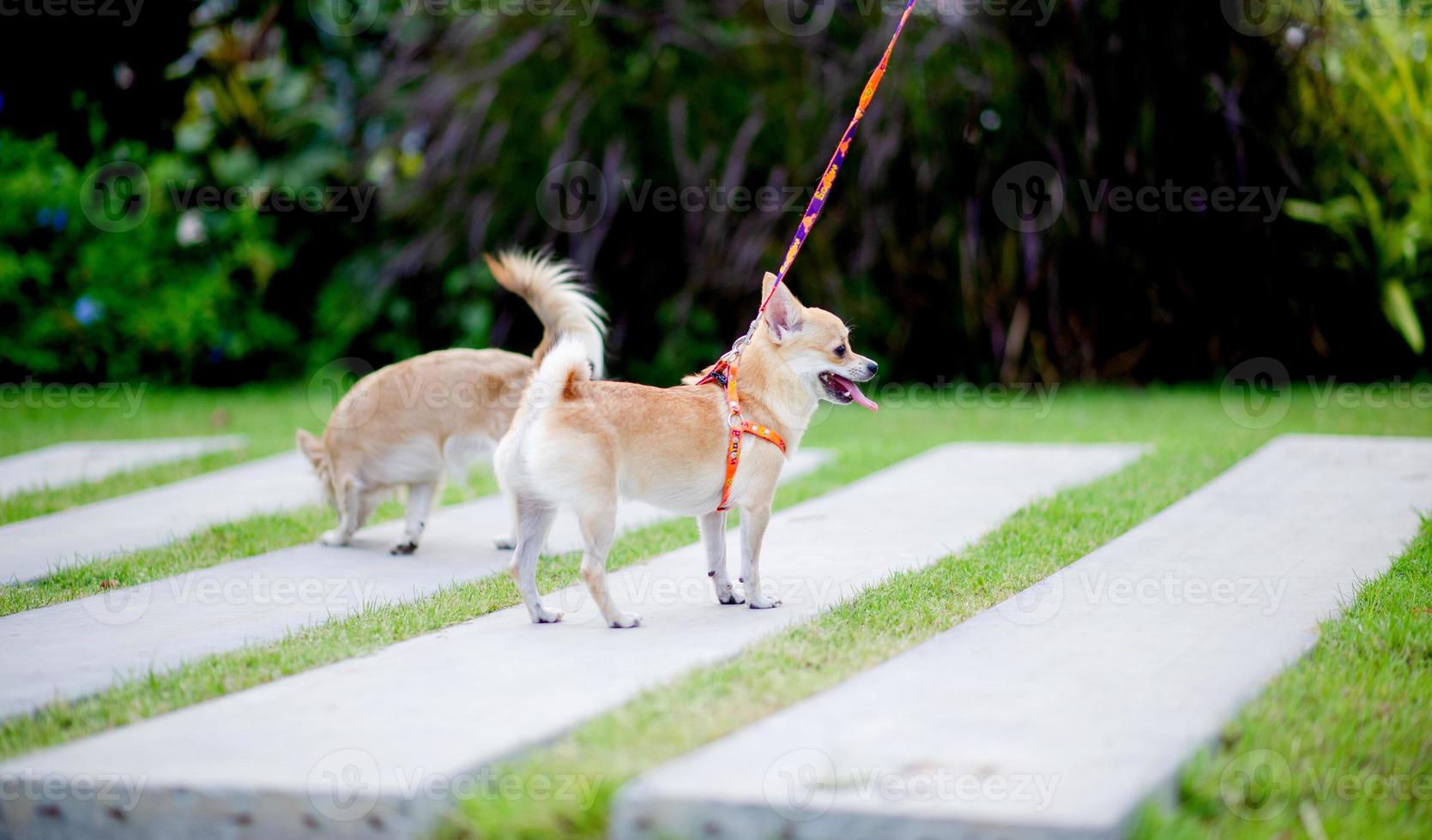 süßer kleiner hund, der vor dem haus im gras spaziert. foto