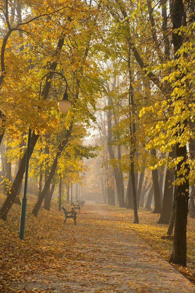 Herbst Jahreszeit im das Park. Bänke und Gelb Orange Bäume und gefallen Blätter foto