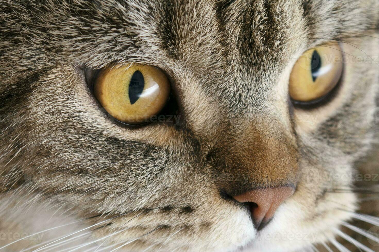 Banner von ein schließen oben von ein Tabby Katze Gesicht mit braun Augen und Nase foto