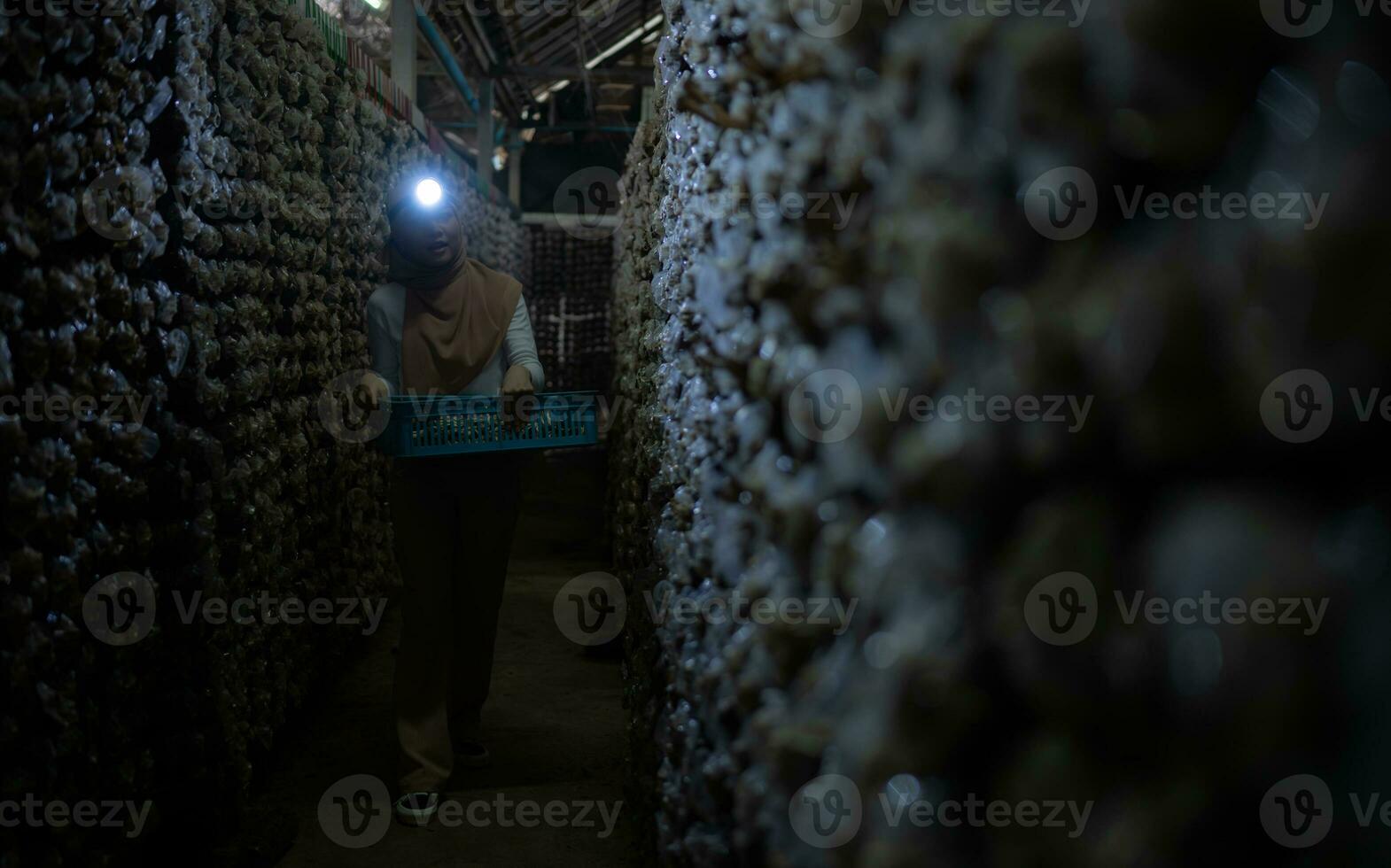 Porträt von ein jung asiatisch Muslim Frau Arbeiten beim ein Pilz Fabrik, pflücken reifen von Pilze im Pilz Haus. foto