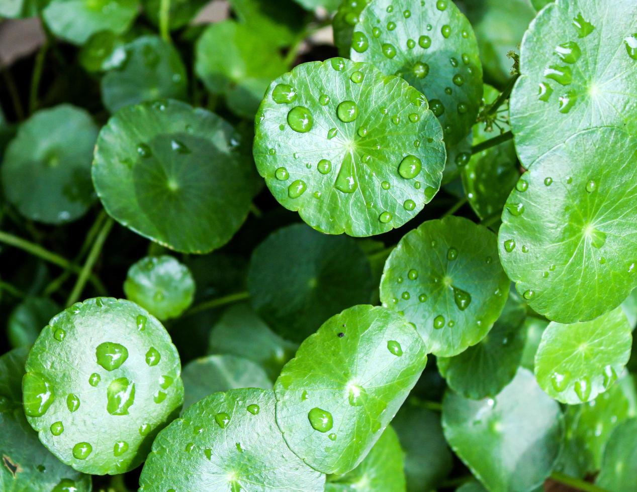 tropischer Hintergrund, Naturtapete foto