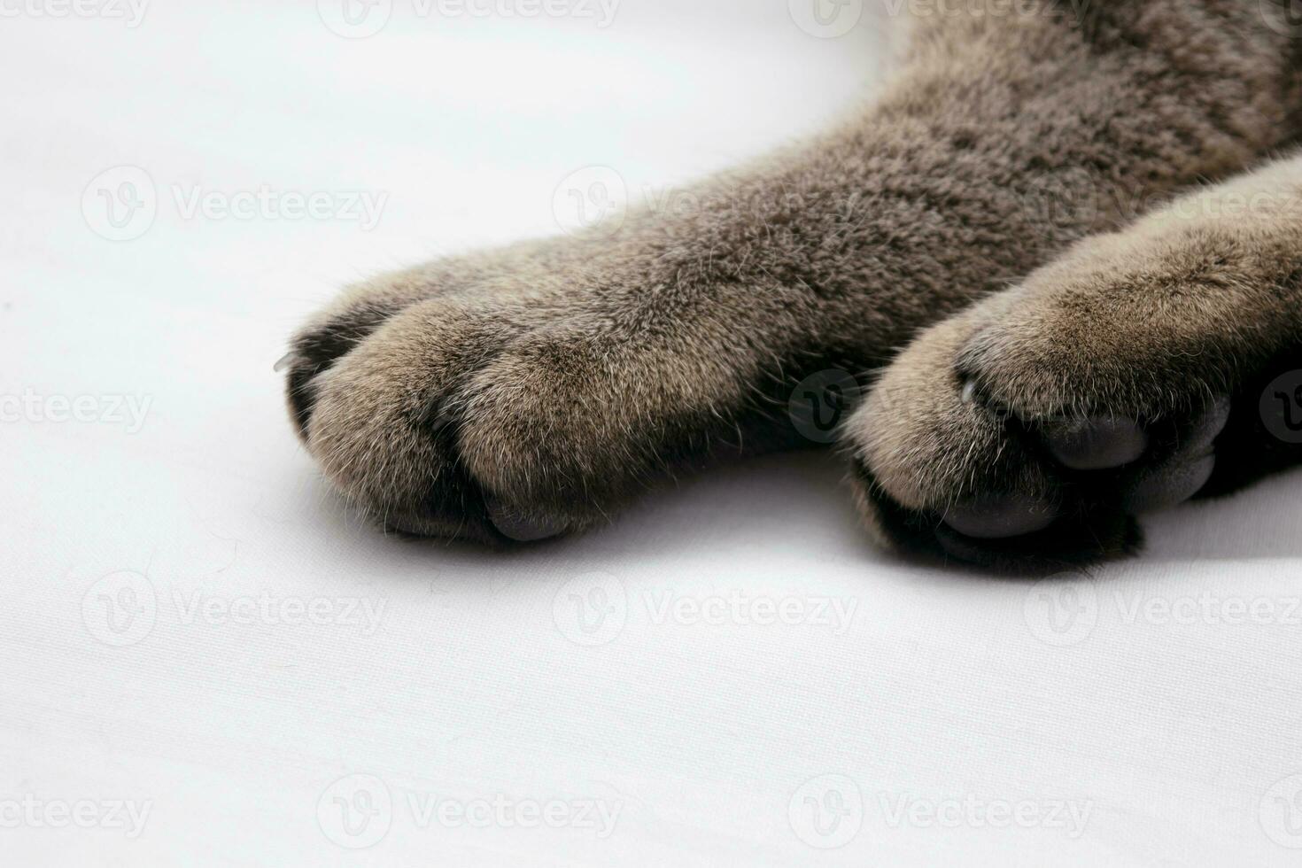 Banner von ein schließen oben von ein Tabby Katze Pfoten auf Weiß Hintergrund foto