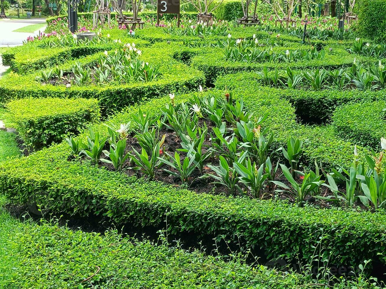 schön belaubt Garten Dekoration im Bangkok, Thailand foto