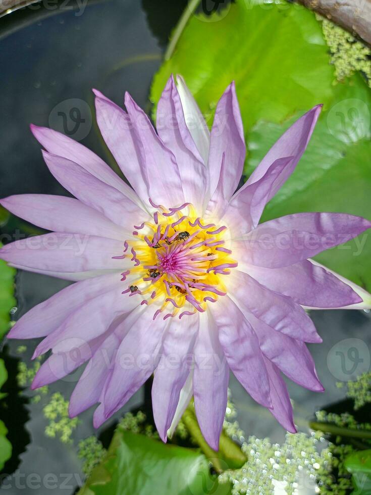 Rosa und lila Lotus Blumen im blühen, Bienen schwärmen im ein Garten im Bangkok, Thailand foto