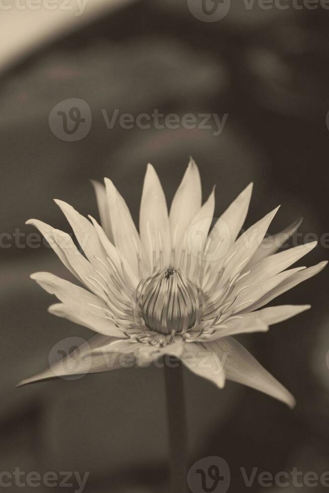 Nahaufnahme der Lotusblume foto