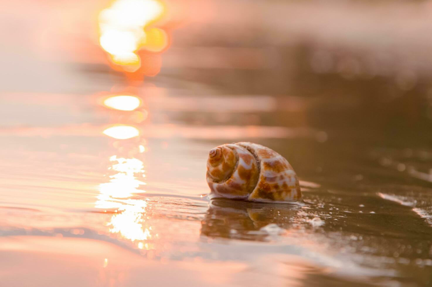 schließen oben Schale auf das Strand mit Sonnenuntergang Zeit foto