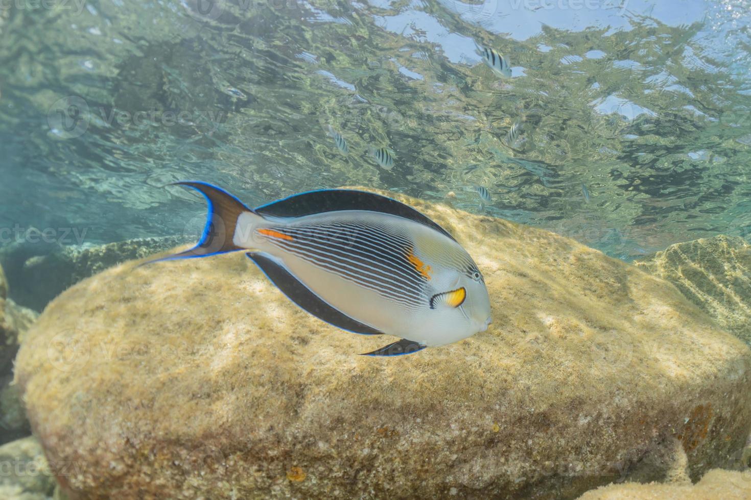 fische schwimmen im roten meer, bunte fische, eilat israel foto