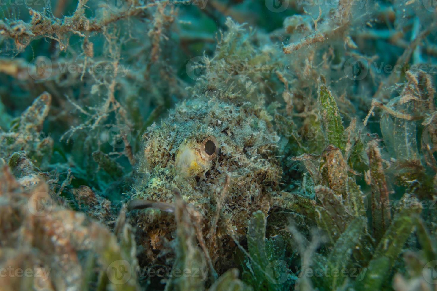 fische schwimmen im roten meer, bunte fische, eilat israel foto