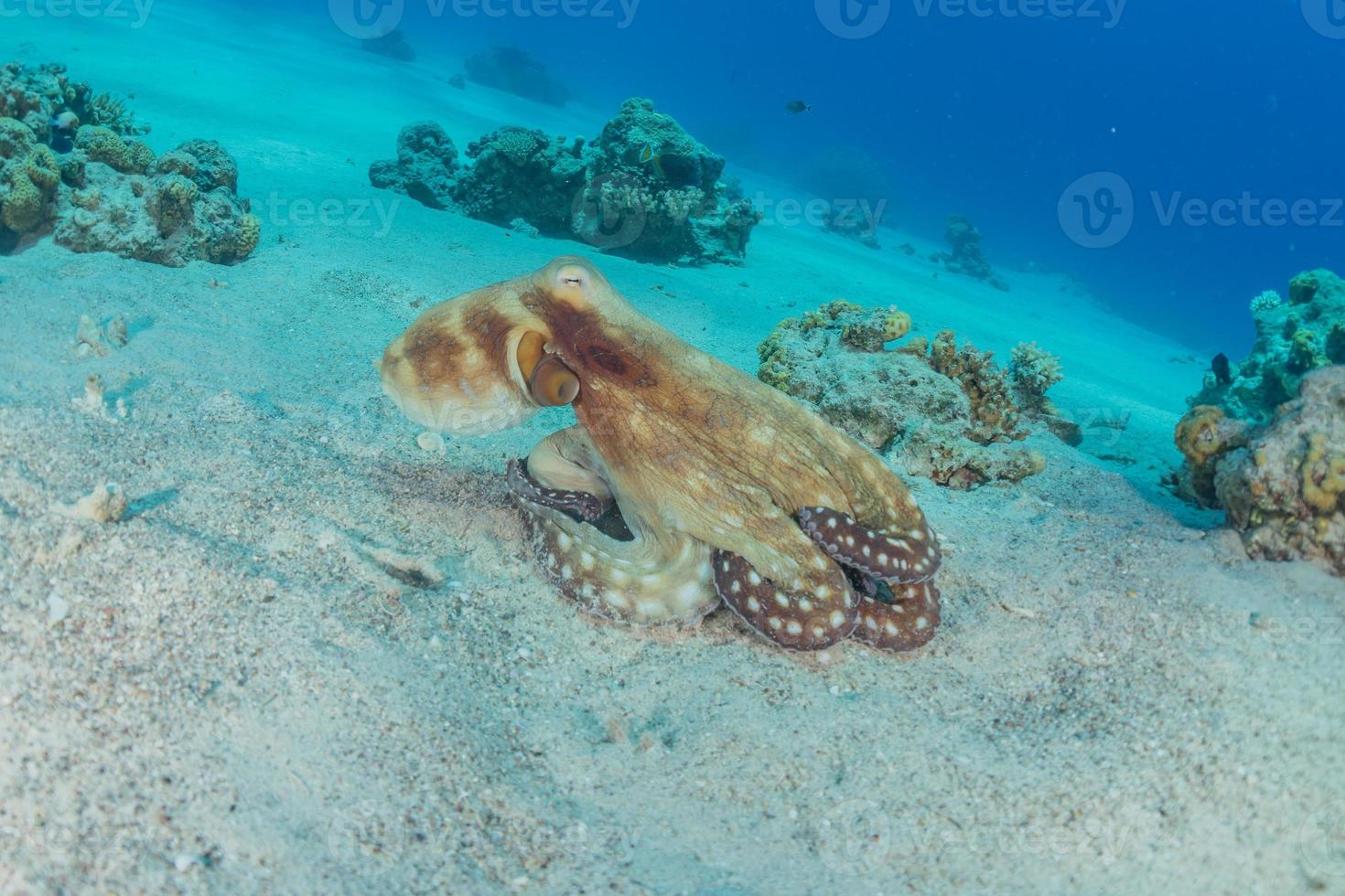 Tintenfischkönig der Tarnung im Roten Meer, Eilat Israel, foto