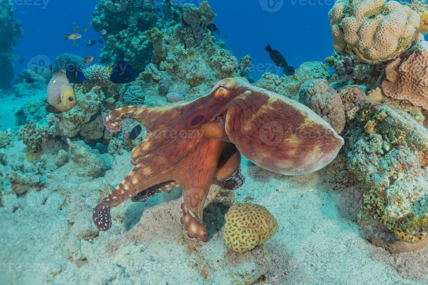 Tintenfischkönig der Tarnung im Roten Meer, Eilat Israel, foto