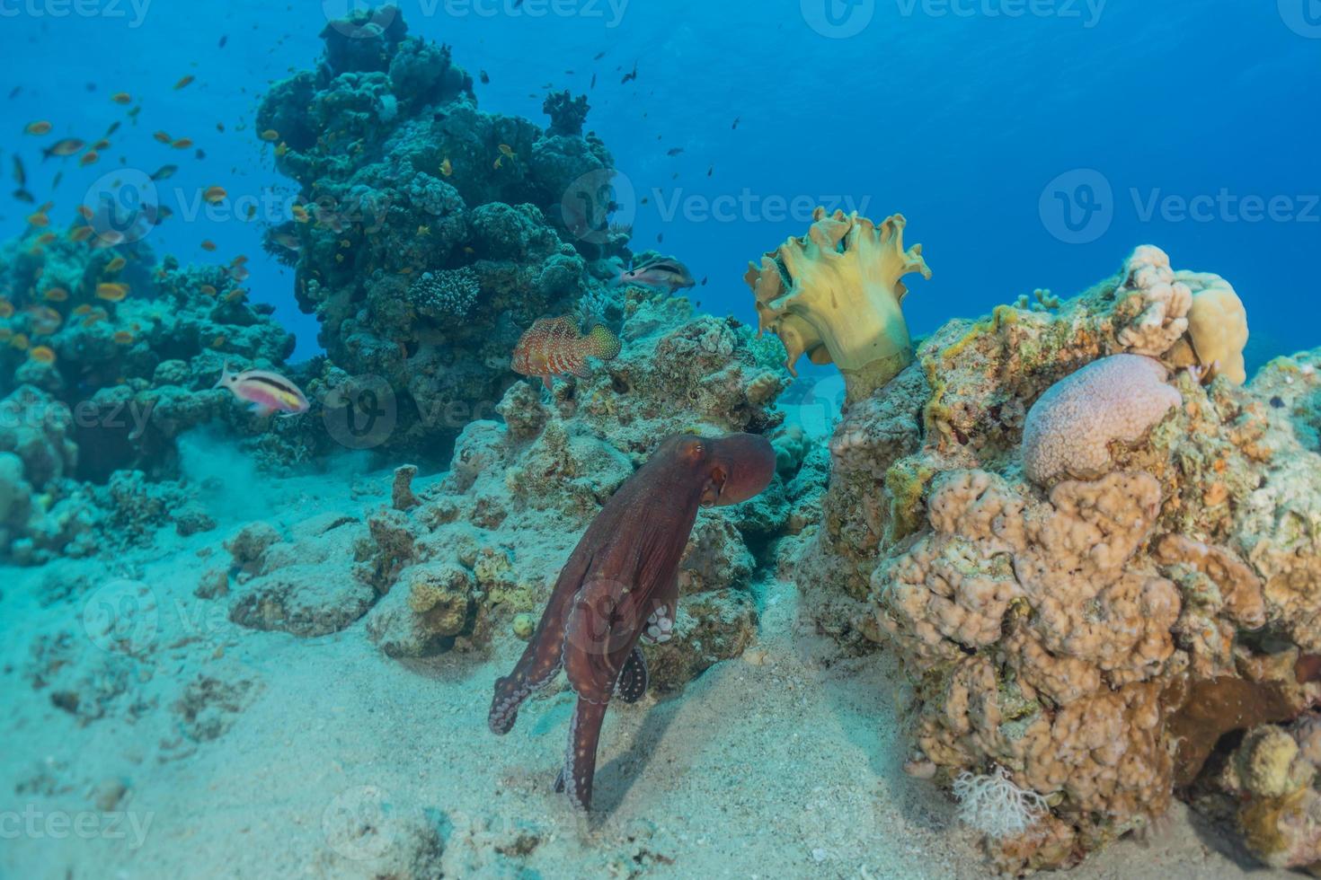 Tintenfischkönig der Tarnung im Roten Meer, Eilat Israel, foto