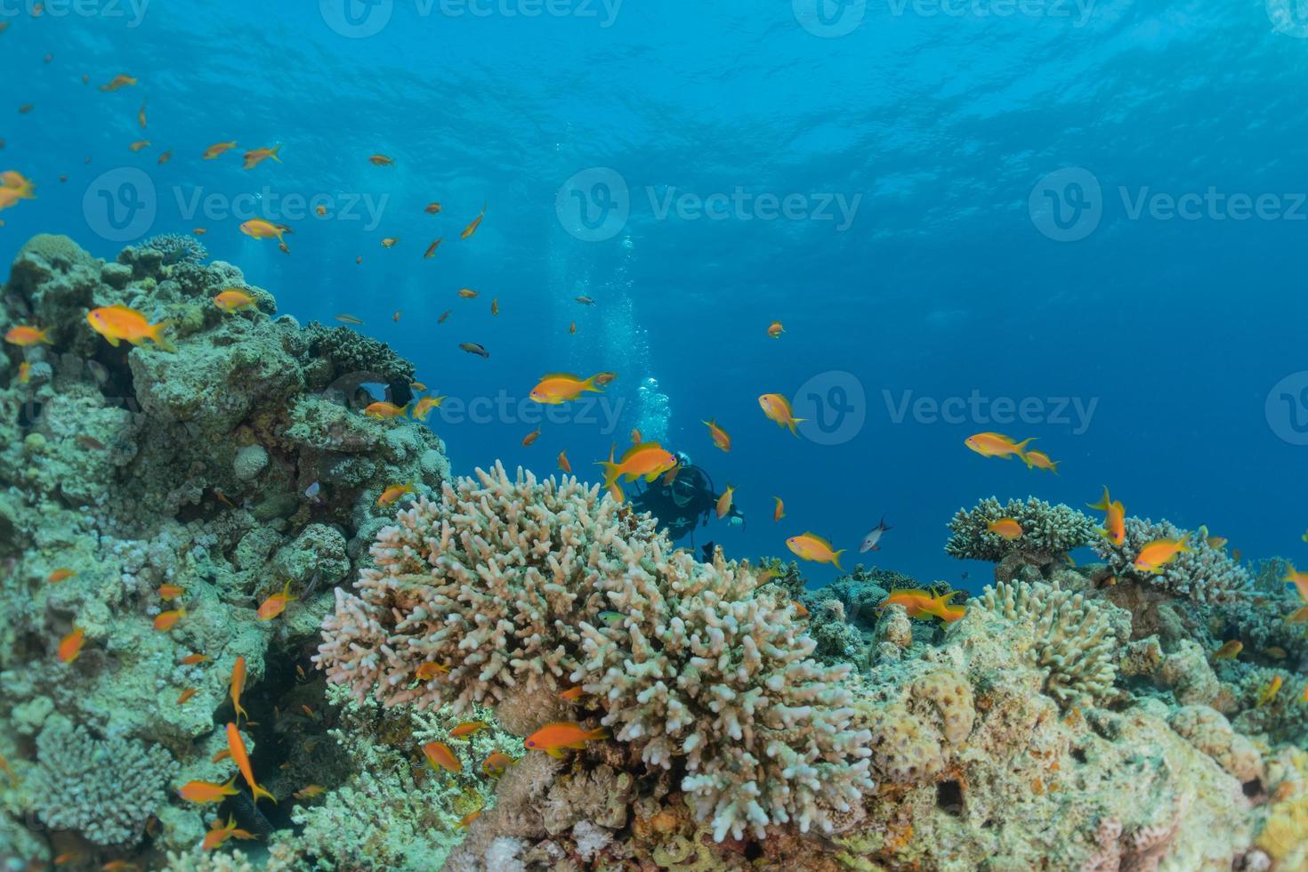 Korallenriff und Wasserpflanzen im Roten Meer, Eilat Israel foto