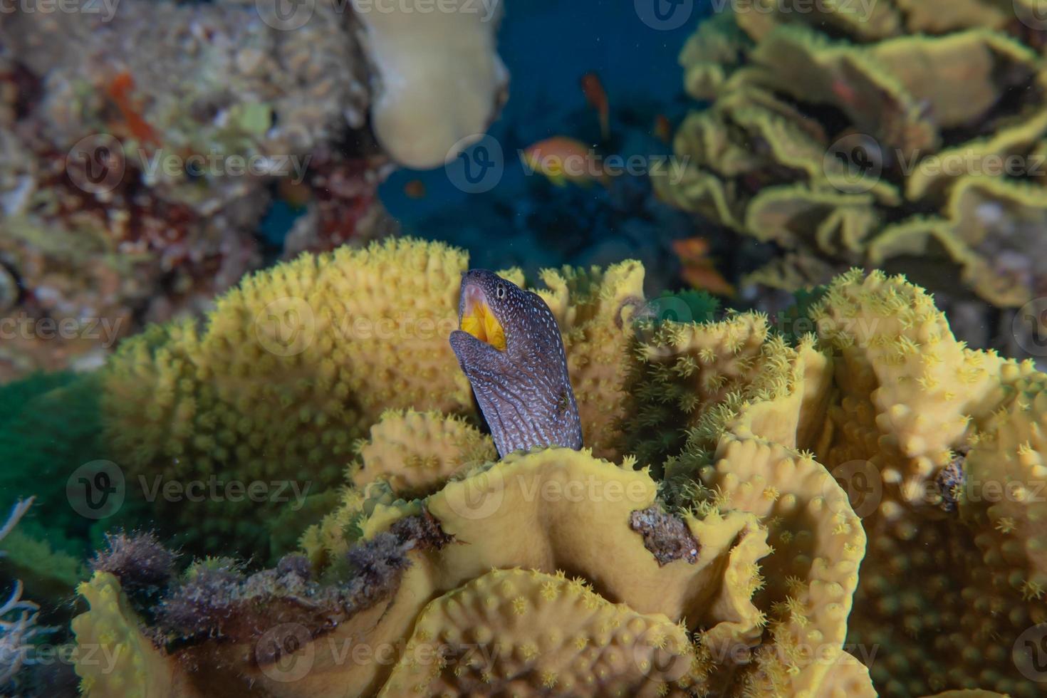 muräne mooray lycodontis undulatus im roten meer, eilat israel foto