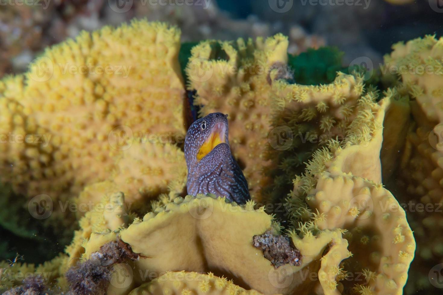 muräne mooray lycodontis undulatus im roten meer, eilat israel foto