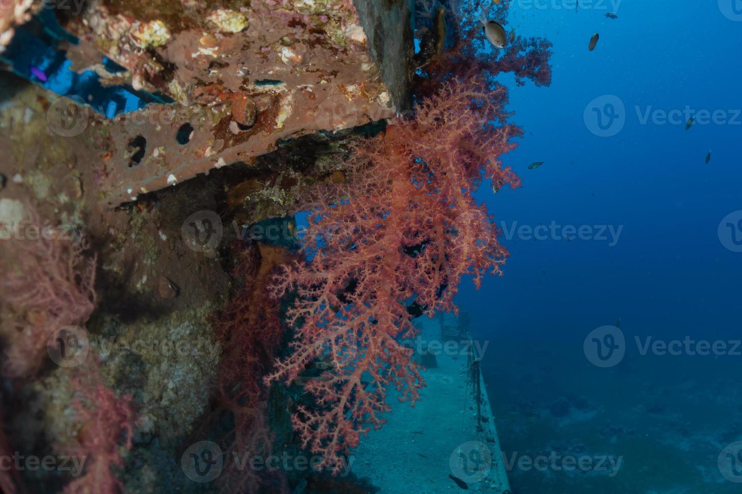 Korallenriff und Wasserpflanzen im Roten Meer, Eilat Israel foto