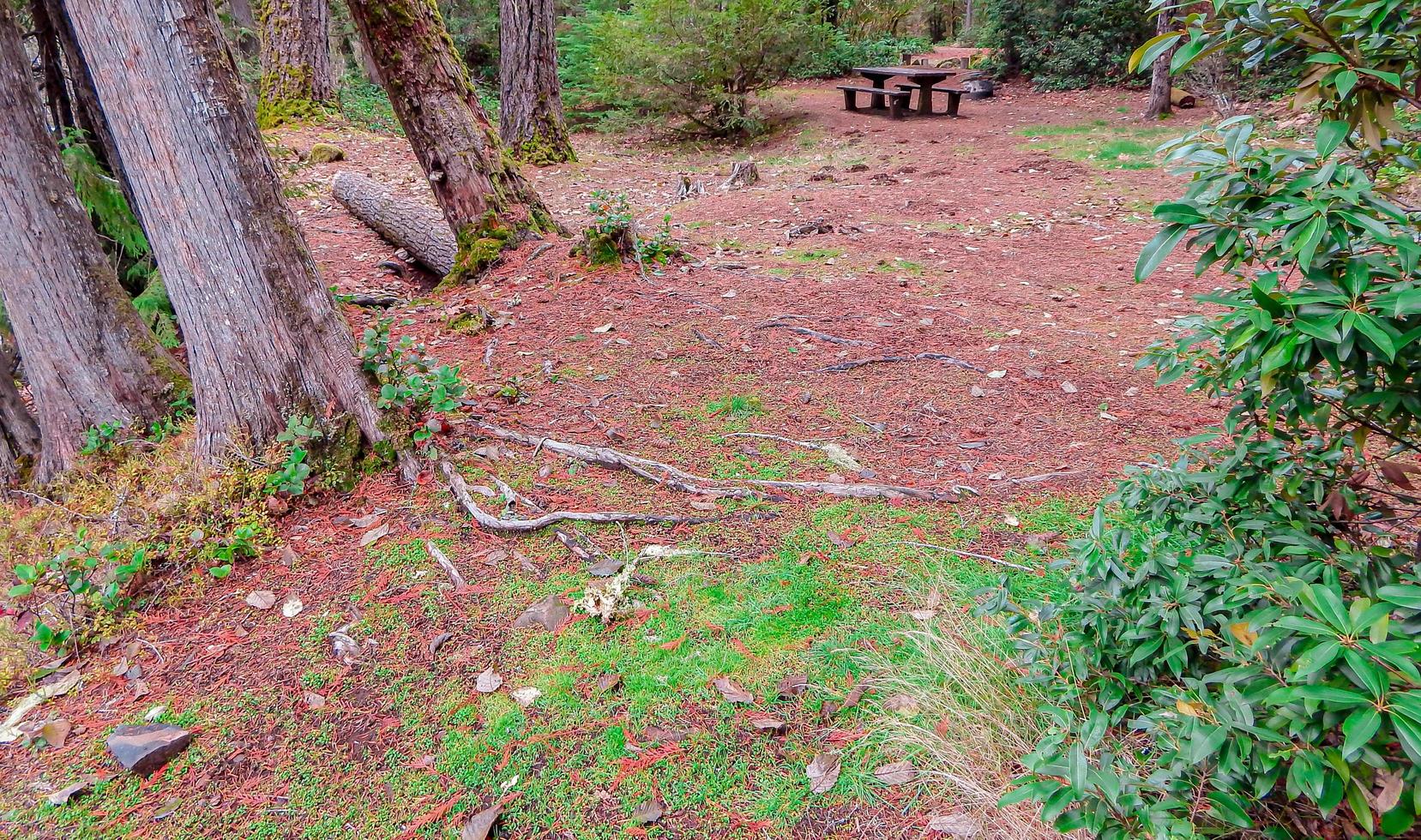 Waldcampingplatz am Whispering Falls Campingplatz in der Nähe von Idanha oder foto