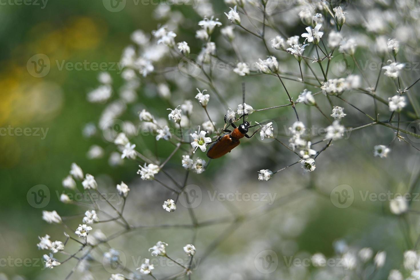 kleine mehrjährige Blüten werden von Käfern gekrochen foto