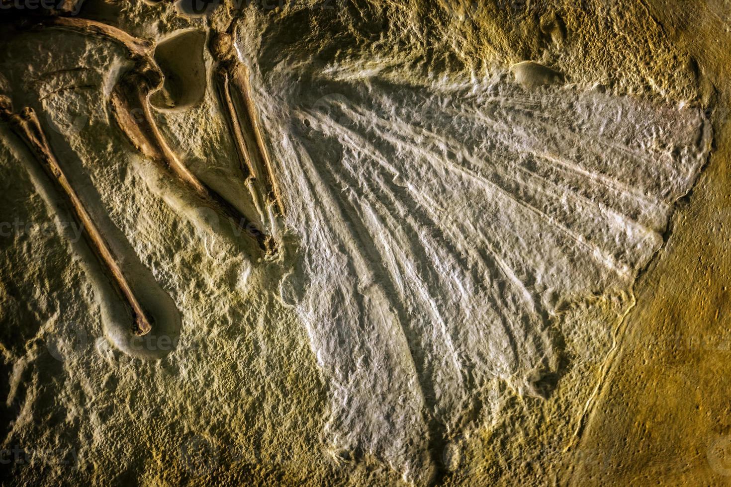 prähistorisches Dinosaurierskelett Fossil foto