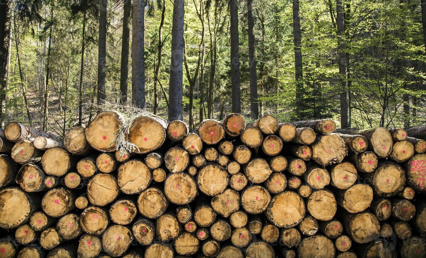 Holzstamm im Wald in der Natur schneiden foto