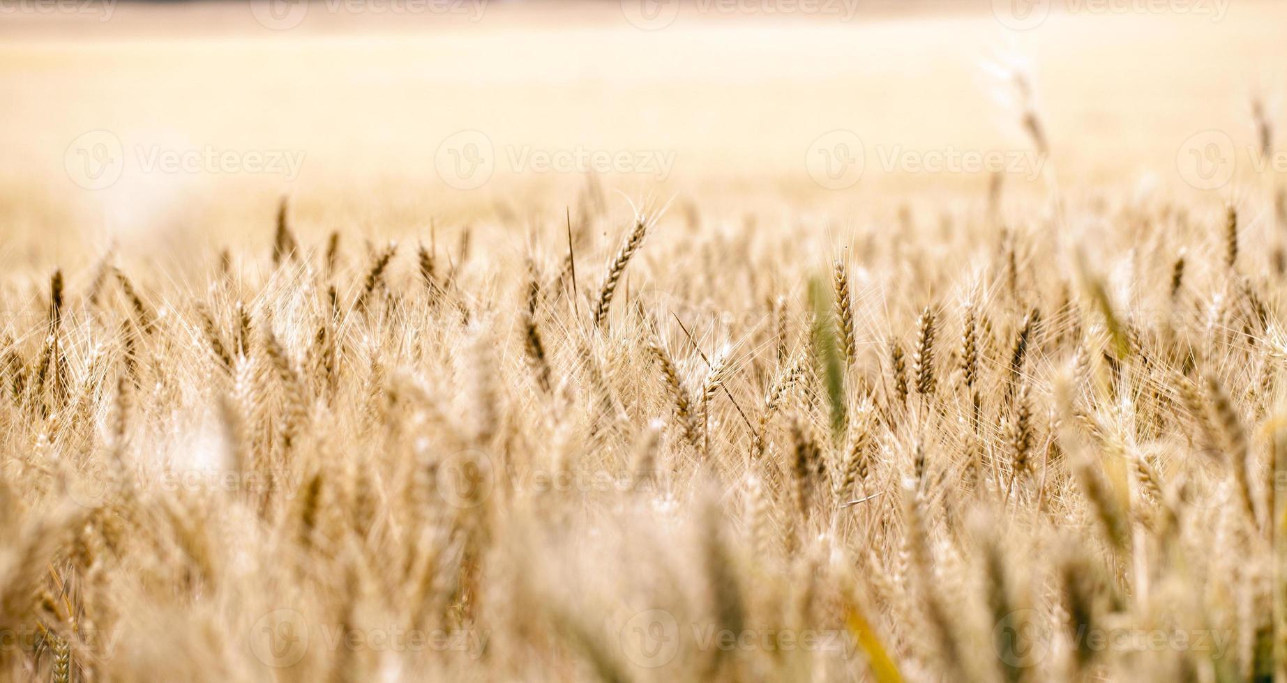 landwirtschaftliches pflanzenspikefeld in der natur foto