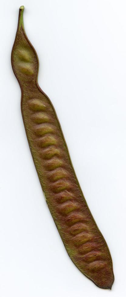 natürliche Pflanzenblätter Makro foto