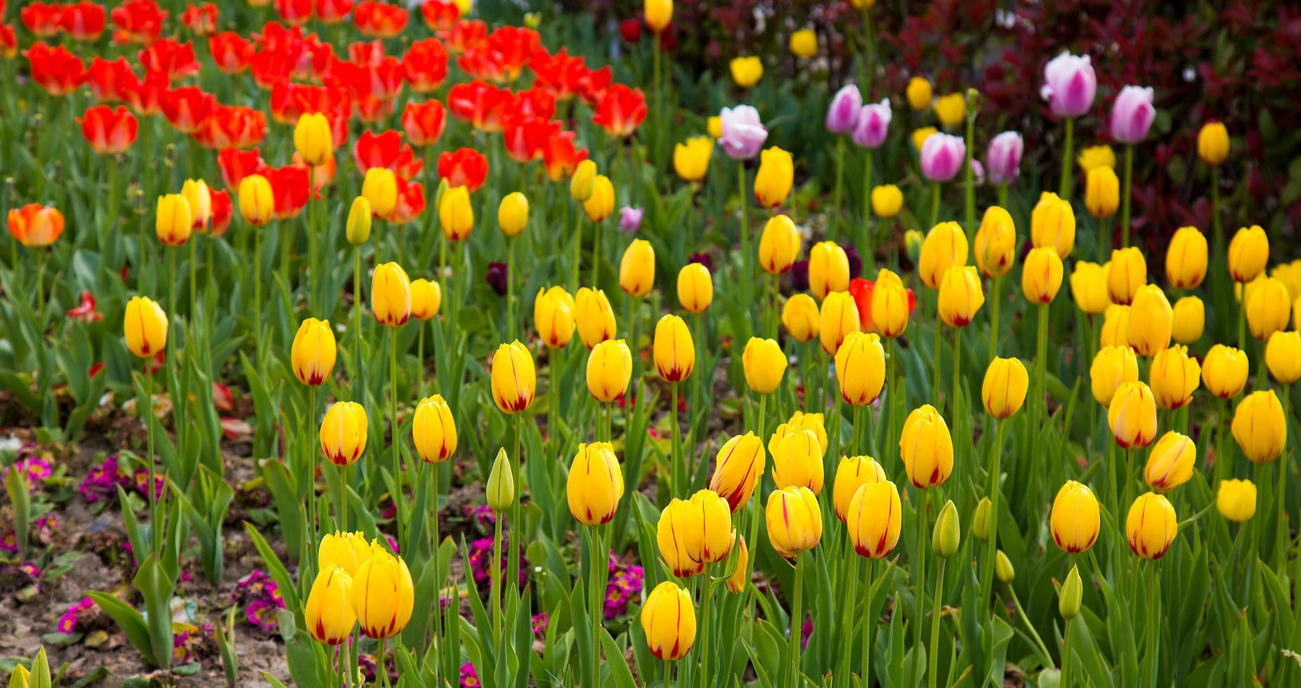 blumige frühlingsblume bunte tulpen foto