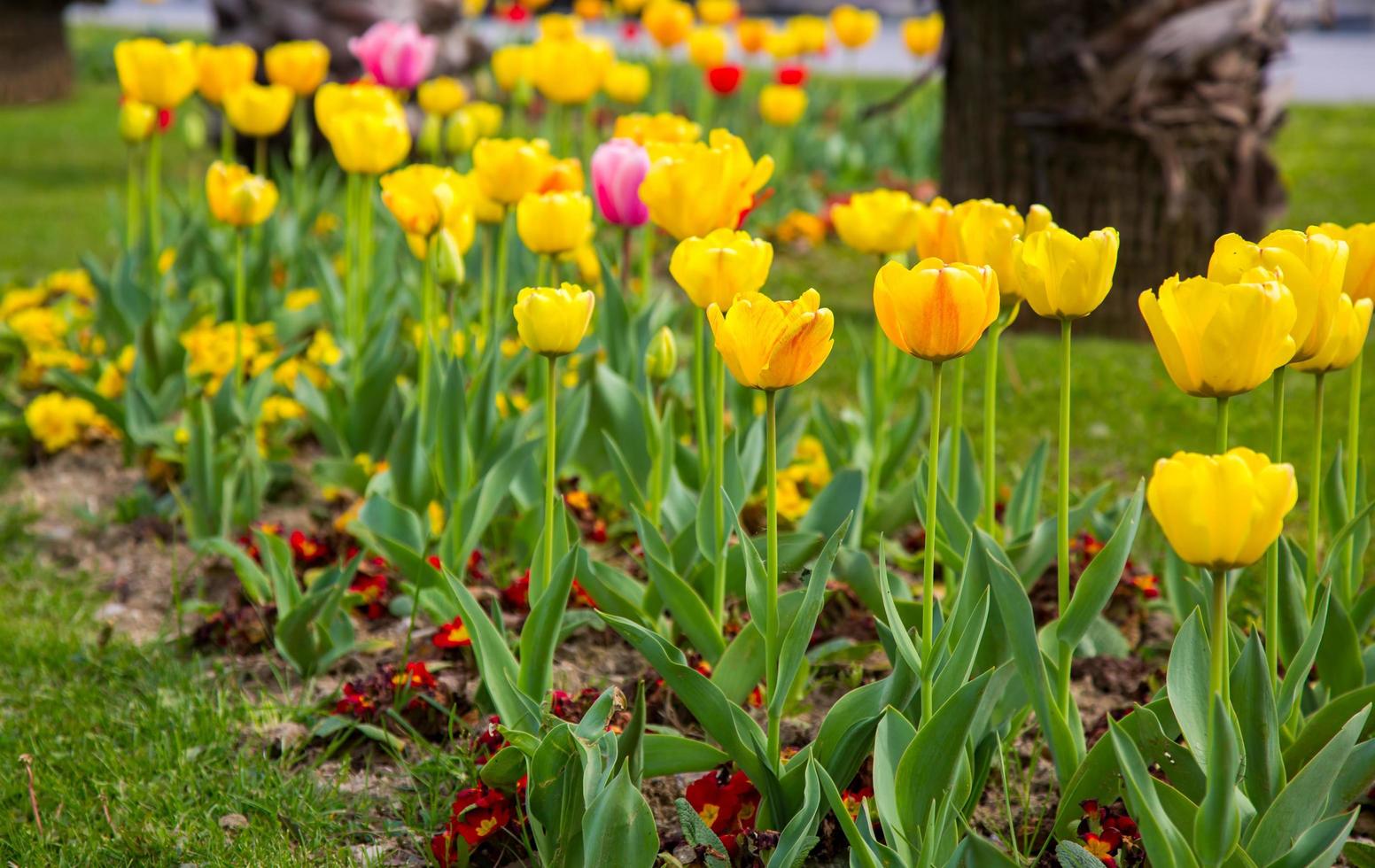 blumige frühlingsblume bunte tulpen foto