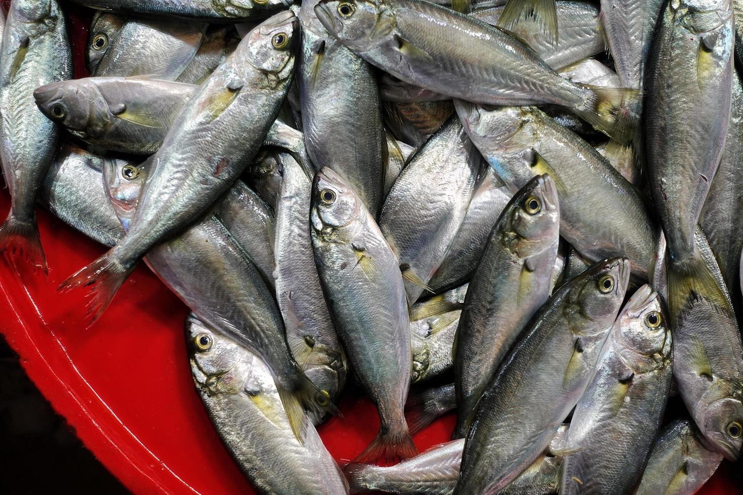 Fischfutter in einem Fischmarktstand foto