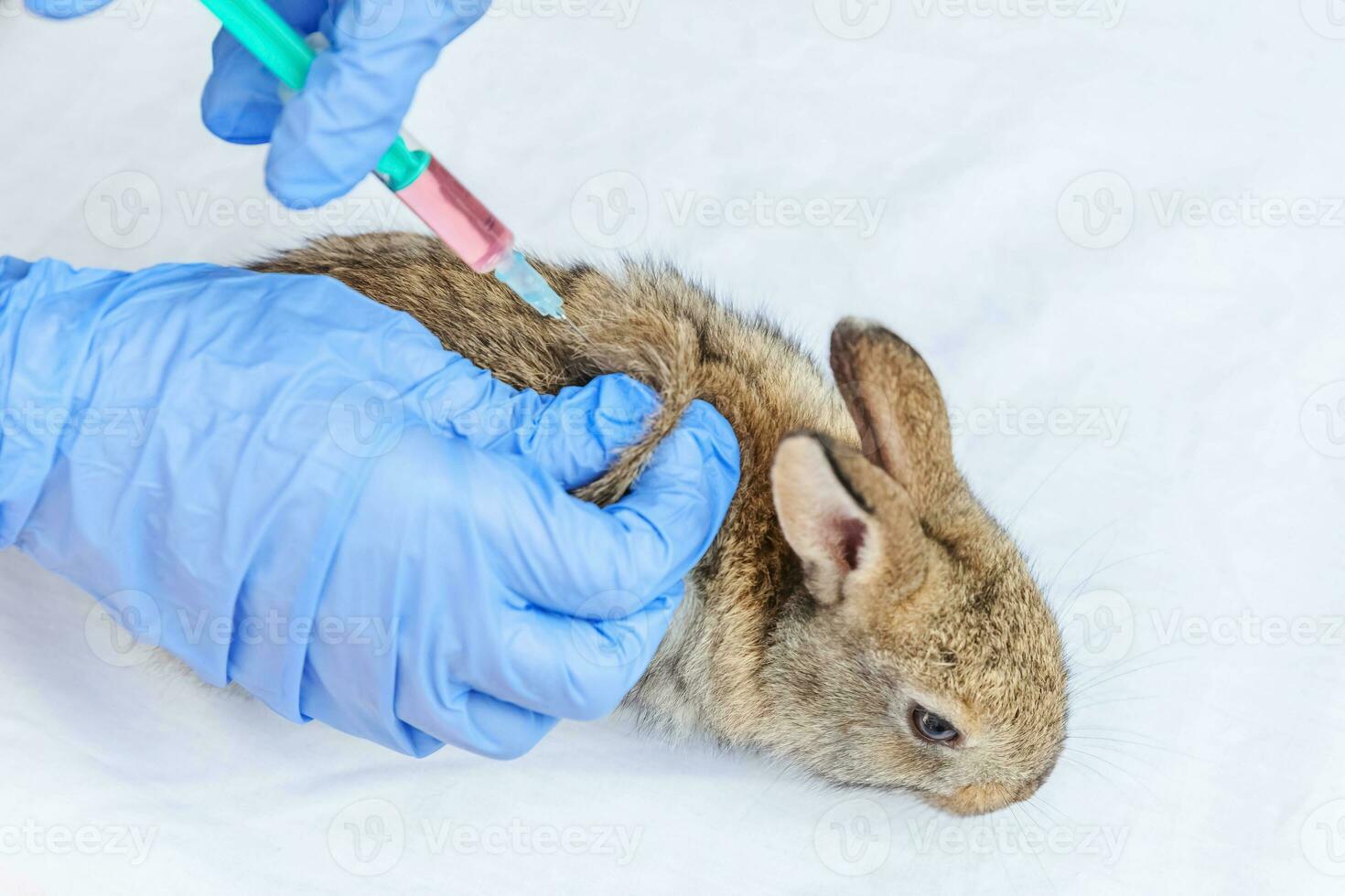 tierärztin mit spritze, die kaninchen auf ranchhintergrund hält und injiziert, nah oben. Hase in tierärztlichen Händen zur Impfung in einer natürlichen Öko-Farm. Tierpflege und ökologisches Landwirtschaftskonzept. foto