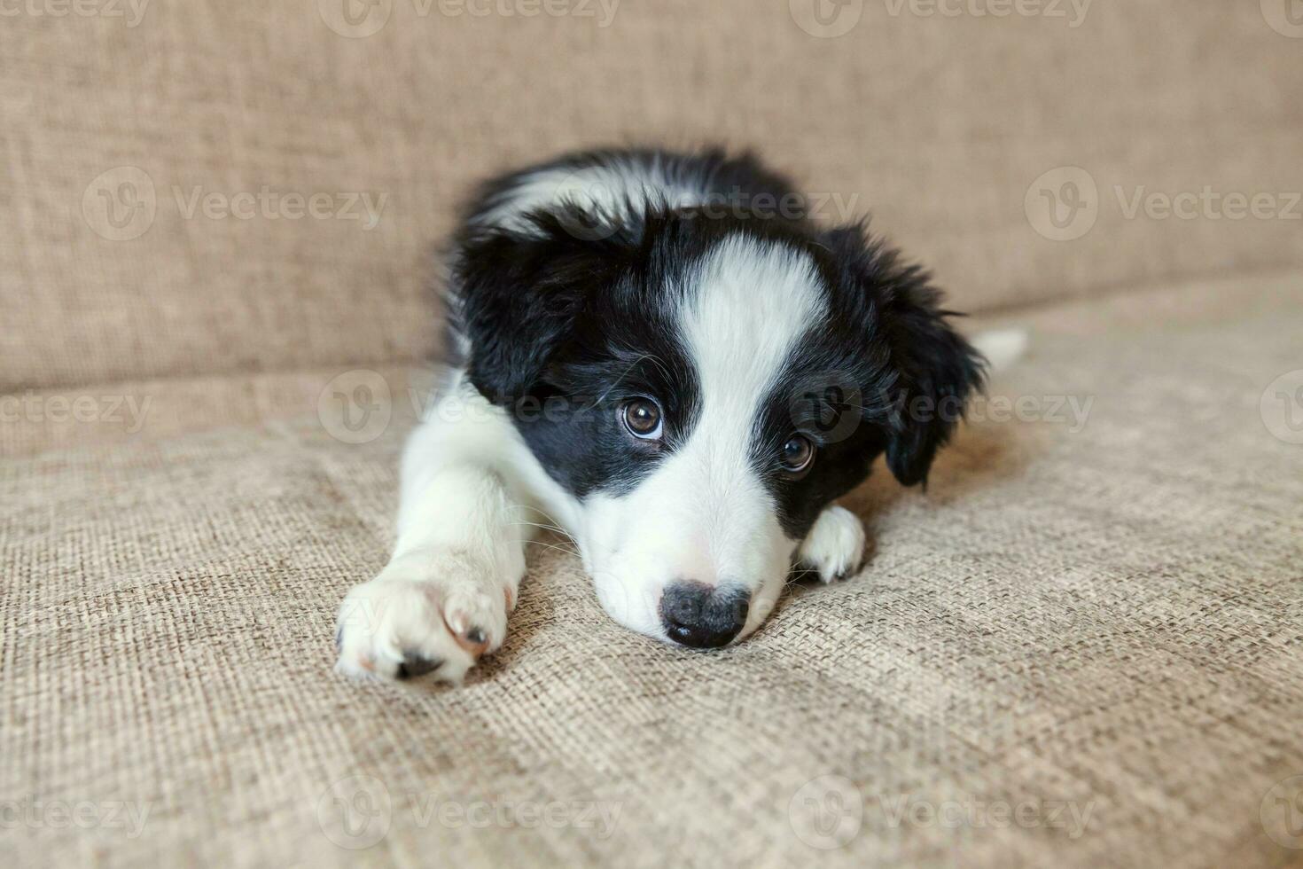 lustiges porträt des süßen, lächelnden welpen-hunde-border-collies zu hause foto