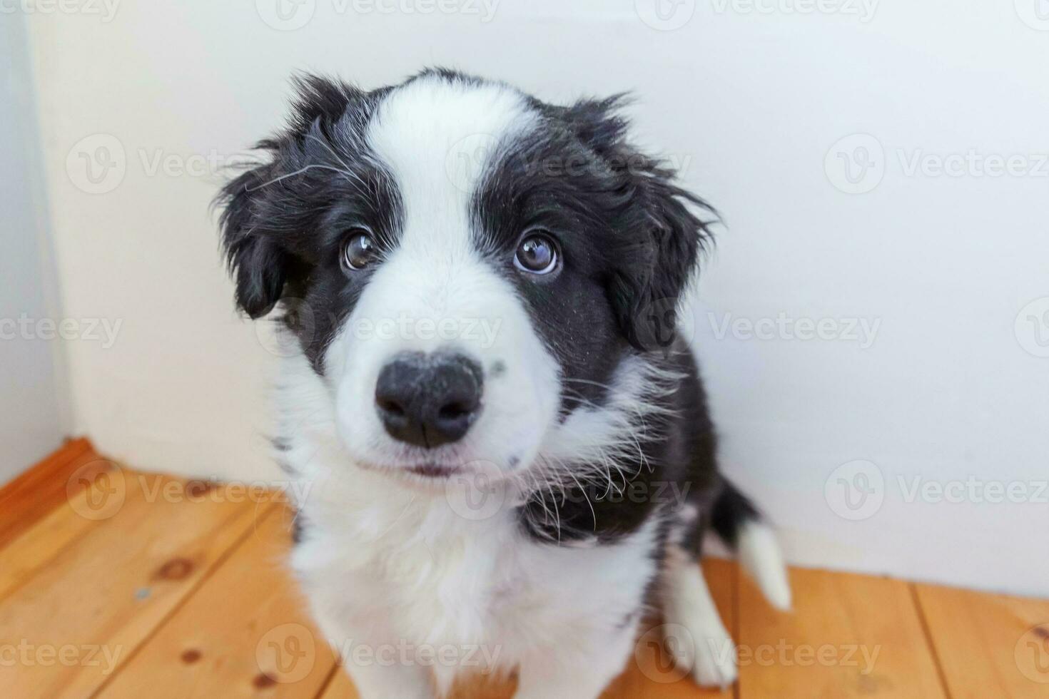 lustiges porträt des süßen, lächelnden welpen-hunde-border-collies zu hause foto