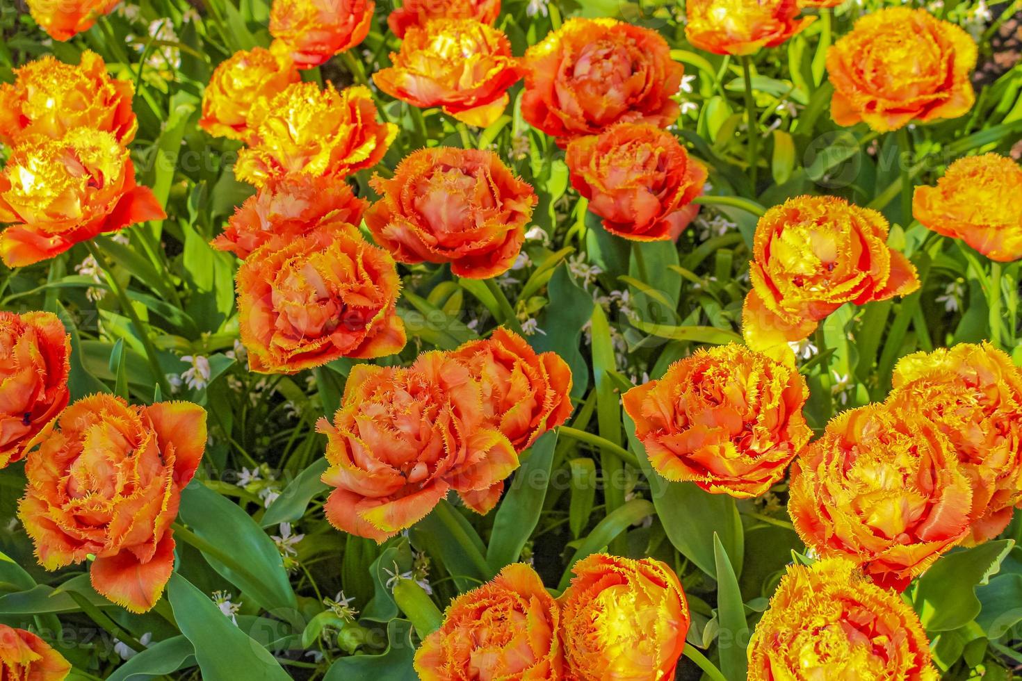 Bunte Tulpen Narzissen im Keukenhof Park Lisse Holland Niederlande. foto