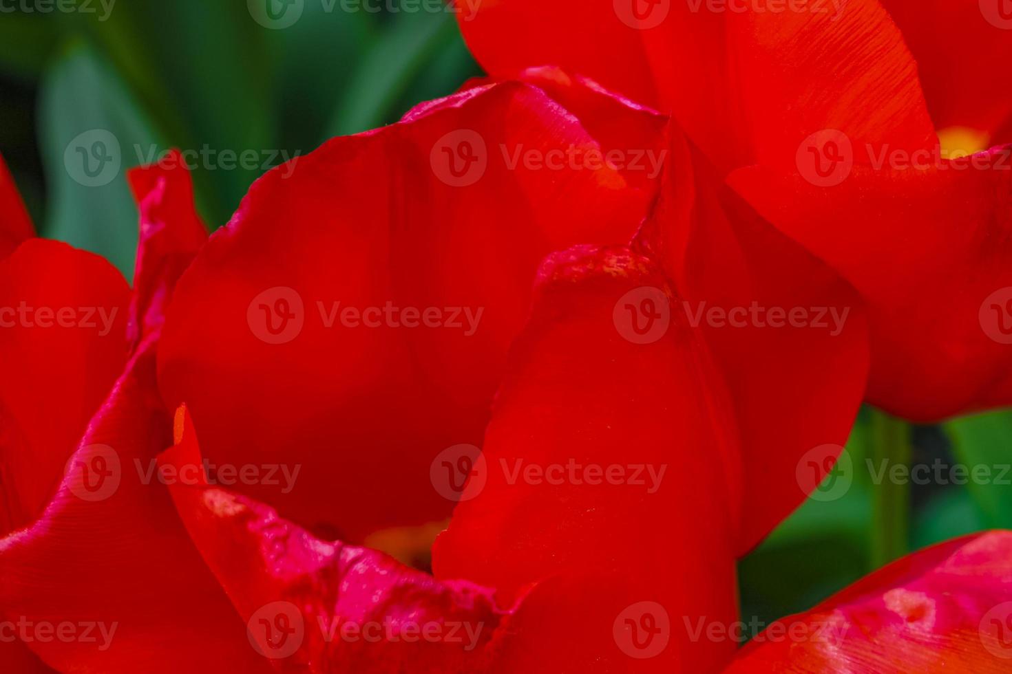 Bunte Tulpen Narzissen im Keukenhof Park Lisse Holland Niederlande. foto