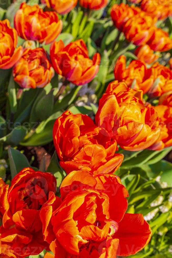 Bunte Tulpen Narzissen im Keukenhof Park Lisse Holland Niederlande. foto