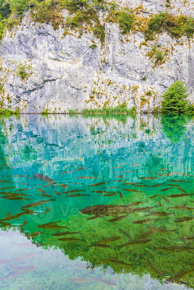 Nationalpark Plitvicer Seen Kroatien Landschaft Fische unter Wasser. foto