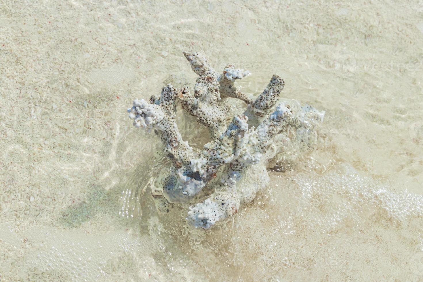 weiße Strandsandkorallen und Muscheln auf dem Rasdhoo-Atoll der Malediven. foto