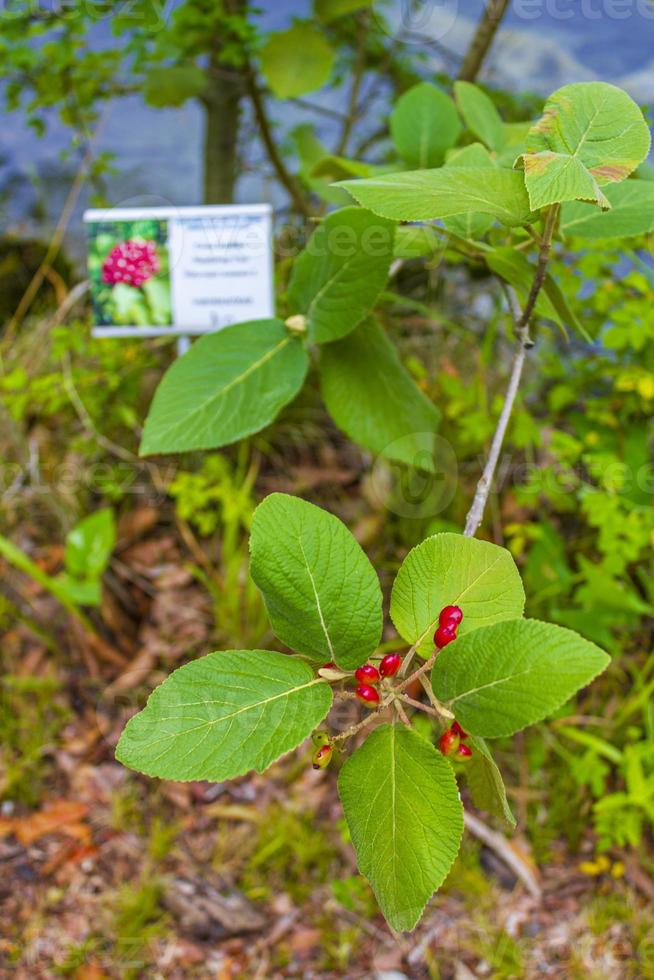 Wanderbaum, Viburnum Lantana im Nationalpark Plitvicer Seen in Kroatien foto