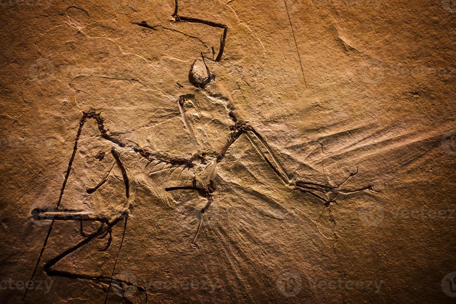 prähistorisches Dinosaurierskelett Fossil foto