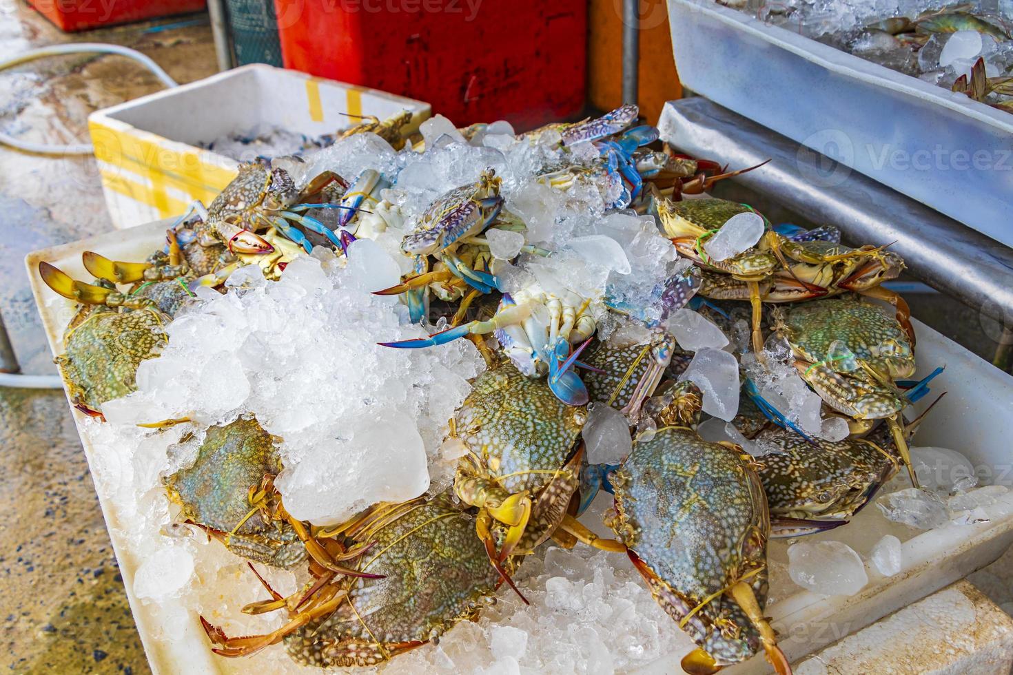 rohe thailändische Meeresfrüchte in Koh Samui, thailand foto